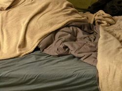 Bisa Cari Kucing-kucing yang Lagi Sembunyi Ini? Kalau Iya, Jeli Banget