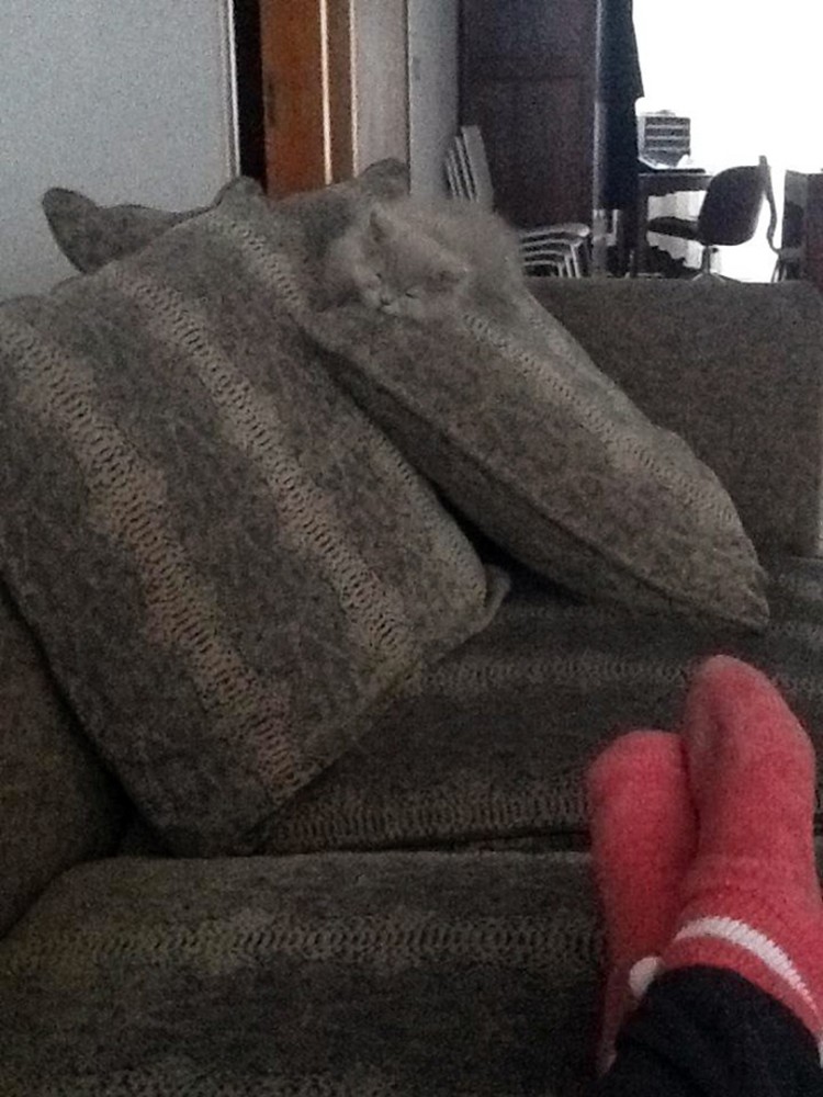 Bisa Cari Kucing-kucing yang Lagi Sembunyi Ini? Kalau Iya, Jeli Banget Kalau kamu berhasil menemukan kucing-kucing yang sedang berkamuflase berikut, artinya kamu punya mata yang jeli banget. Coba mana yang paling susah?