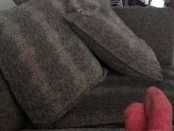 Bisa Cari Kucing-kucing yang Lagi Sembunyi Ini? Kalau Iya, Jeli Banget