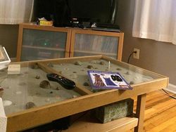 Bisa Cari Kucing-kucing yang Lagi Sembunyi Ini? Kalau Iya, Jeli Banget