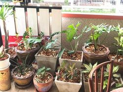 Bisa Cari Kucing-kucing yang Lagi Sembunyi Ini? Kalau Iya, Jeli Banget