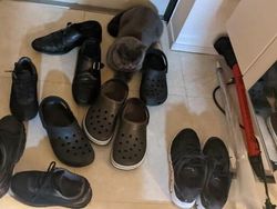 Bisa Cari Kucing-kucing yang Lagi Sembunyi Ini? Kalau Iya, Jeli Banget