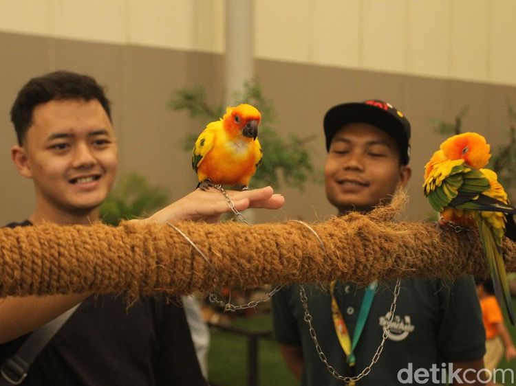 Intip Keseruan Pameran Hewan Peliharaan di BSD, Bakal Ada Bobby Kertanegara