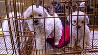 Berbagai produk mulai dari makanan, mainan, aksesoris hingga peralatan grooming bisa ditemukan. Para hewan peliharaan juga bisa adu kecantikan hingga bertemu dengan Gabriel Feitosa seorang pet groomer terkenal asal Brasil.
