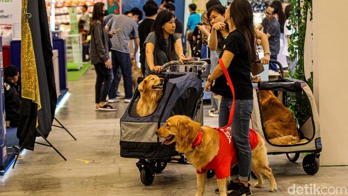 Intip Keseruan Pameran Hewan Peliharaan di BSD, Bakal Ada Bobby Kertanegara Pengunjung beraktivitas dalam pameran Pet Fest 2025 di ICE BSD, Tangerang, Jumat (2/5/2025).