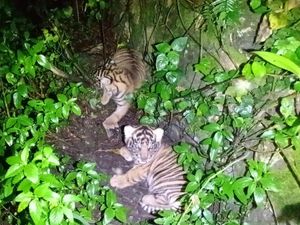Lucunya Nunuk dan Ninik, Bayi Harimau Sumatera yang Baru Lahir di Sumut