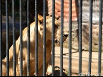 Jane Lebih Pemalu, Singa TWSL Kota Probolinggo Itu Ternyata Hamil