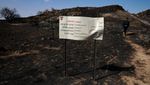 Kebakaran Hutan Hanguskan Wilayah Israel