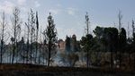 Kebakaran Hutan Hanguskan Wilayah Israel