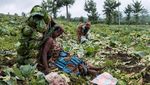 Kembali Bertani, Warga Kongo Bangkit dari Konflik di Kibumba