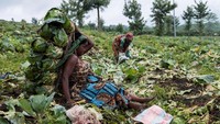 Usai konflik tersebut, warga Kibumba kembali bertani dan berdagang, seperti tampak dari hasil panen kol yang dibawa ke pasar oleh warga setempat.  