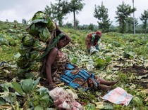 Kembali Bertani, Warga Kongo Bangkit dari Konflik di Kibumba