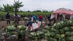 Kembali Bertani, Warga Kongo Bangkit dari Konflik di Kibumba