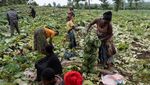 Kembali Bertani, Warga Kongo Bangkit dari Konflik di Kibumba