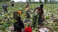Aktivitas warga kembali terlihat di Kibumba, Nyiragongo, setelah ketegangan antara militer Kongo dan kelompok M23 mulai mereda.