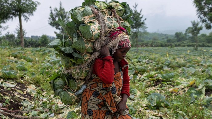 Kembali Bertani, Warga Kongo Bangkit dari Konflik di Kibumba Warga Kongo membawa kol hasil panen usai kembali dari kamp pengungsian. Mereka perlahan bangkit setelah konflik geng bersenjata mereda di Kibumba.