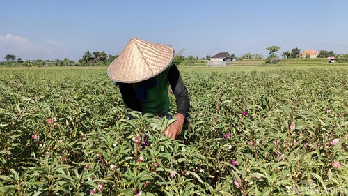 Petani di Sibanggede, Badung, Jumat (2/5/2025) masih berkutat memanen bunga pacar untuk dijual ke pasar-pasar tradisional beberapa hari ke depan.