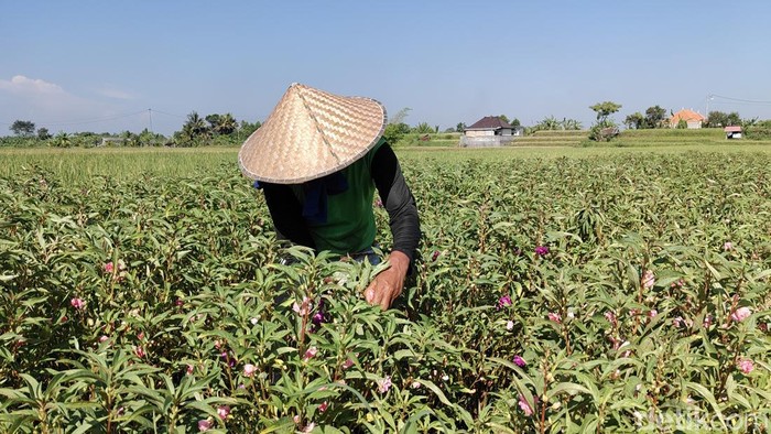 Petani di Sibanggede, Badung, Jumat (2/5/2025) masih berkutat memanen bunga pacar untuk dijual ke pasar-pasar tradisional beberapa hari ke depan.