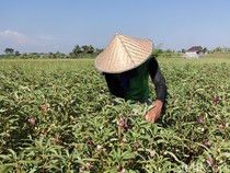 Petani Tersenyum Lebar, Bunga Pacar Air Kini Dihargai Rp 25 Ribu per Kg