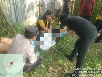 Heboh Warga Ogan Ilir Temukan Jasad Pria Tergantung di Pohon Karet