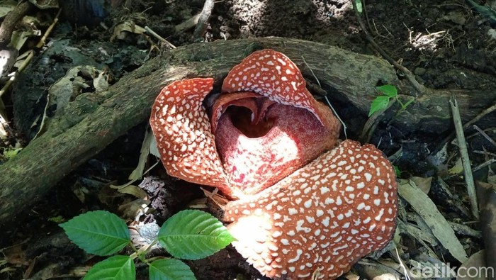 Rafflesia Zollingeriana yang ditemukan mekar di Hutan Banyuwangi Utara.