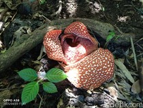 Bunga Rafflesia Zollingeriana Mekar di 36 Titik Hutan Banyuwangi Utara