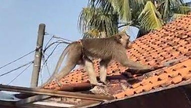 Girangnya Warga Depok Usai Monyet Meresahkan Ditangkap