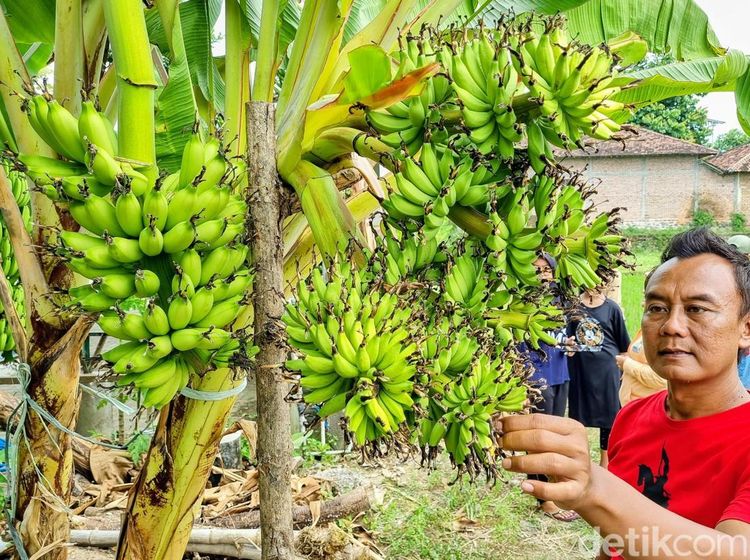 Satu Pohon Pisang di Ponorogo Punya 6 Tandan Sekaligus