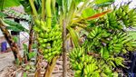 Satu Pohon Pisang di Ponorogo Punya 6 Tandan Sekaligus