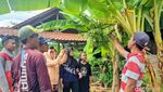 Satu Pohon Pisang di Ponorogo Punya 6 Tandan Sekaligus