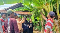 Pohon pisang jenis ulin tersebut tumbuh di belakang Masjid Jami desa setempat dan kini jadi perbincangan hangat di masyarakat.