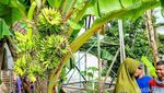 Satu Pohon Pisang di Ponorogo Punya 6 Tandan Sekaligus