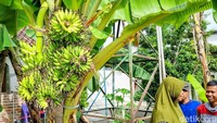 Fenomena ini sontak membuat warga sekitar berbondong-bondong datang menyaksikan langsung keunikan yang jarang sekali terjadi ini.