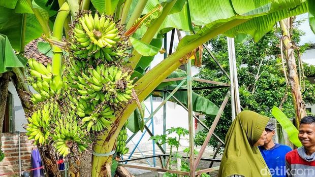 Unik! Satu Pohon Pisang di Ponorogo Punya 6 Tandan Sekaligus