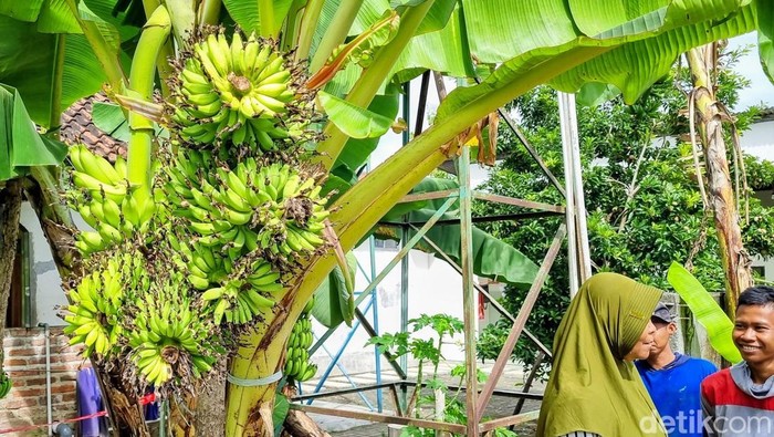 Unik! Satu Pohon Pisang di Ponorogo Punya 6 Tandan Sekaligus Unik! Satu Pohon Pisang di Ponorogo Punya 6 Tandan Sekaligus