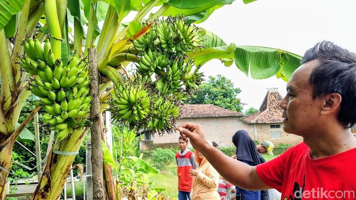 Unik! Satu Pohon Pisang di Ponorogo Punya 6 Tandan Sekaligus