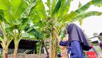 Satu Pohon Pisang di Ponorogo Punya 6 Tandan Sekaligus