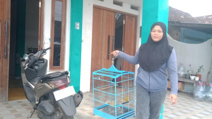 Burung poci yang gagal dicuri milik warga Jombor, Ceper, Klaten.