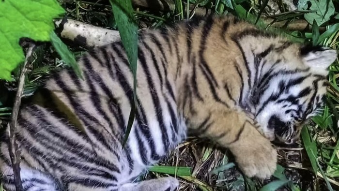 Bayi harimau sumatera lahir di Sanctuary Barumun Sumatera