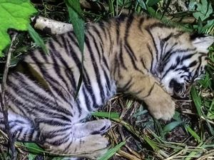 Selamat! Dua Bayi Harimau Sumatra Lahir, Diberi Nama Nunuk dan Ninik