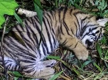 Anak Harimau Lahir dari Bujang Mandeh, Harimau Legendaris Bukittinggi