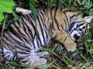 Sedih, Bayi Harimau Sumatera Mati di Taman Margasatwa Bukittinggi karena Malnutrisi