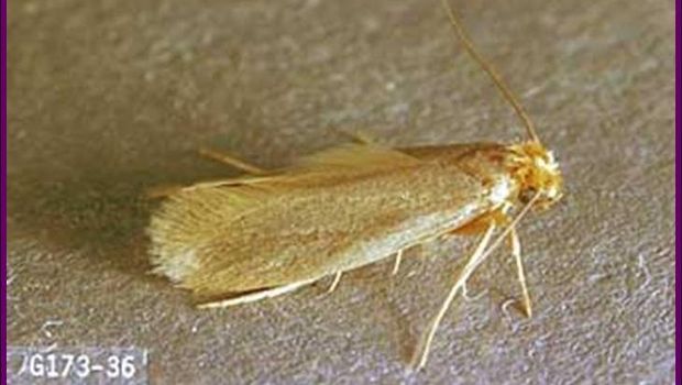 Clothes moths (T. bisselliella )/ngengat kain