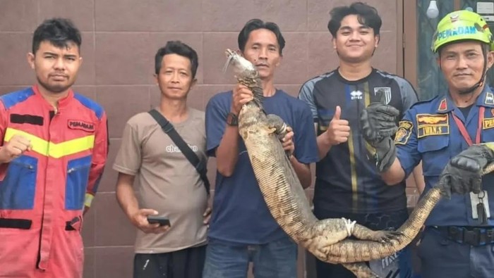Damkar Kota Bogor bantu evakuasi biawak di rumah warga.