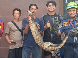 4 Penyebab Biawak Bertamu ke Rumah Warga