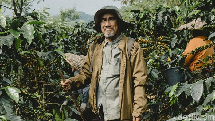 Jatuh sakit di usia senja tidak menyurutkan semangat Opah Iskandar untuk tetap aktif berkebun. Usaha berbuah manis, hasil kebun kopi yang dirintisnya laku sampai luar negeri.