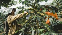 Kebun Opah menanam kopi Arabika, dengan tiga varietas utama: Sigararuntang, Yellow Cattura, dan Ateng. Tahun 2019, mereka mulai menanam pohon kopi di atas lahan tersebut—dari sebuah keputusan sederhana, lahirlah cita-cita baru.
