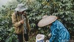 Harum Bunga Coffee Bawa Secercah Semangat Melintasi Batas Negeri