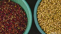 Meski begitu, Datar Kondang tetap mendapat tempat di hati para penikmat kopi. Harga jualnya berkisar antara Rp 90.000 hingga Rp 190.000 per kilogram, tergantung pada kualitas dan proses pascapanen.
