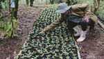 Harum Bunga Coffee Bawa Secercah Semangat Melintasi Batas Negeri